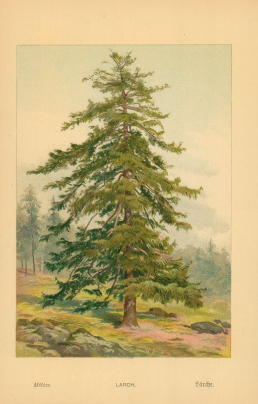 Lärkträd av William Henry James Boot
