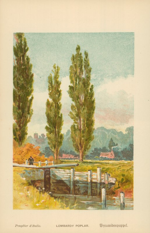 Lombardiet poppelfrø av William Henry James Boot