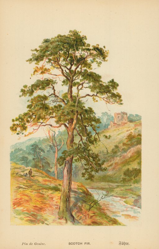 Scotch Fir av William Henry James Boot
