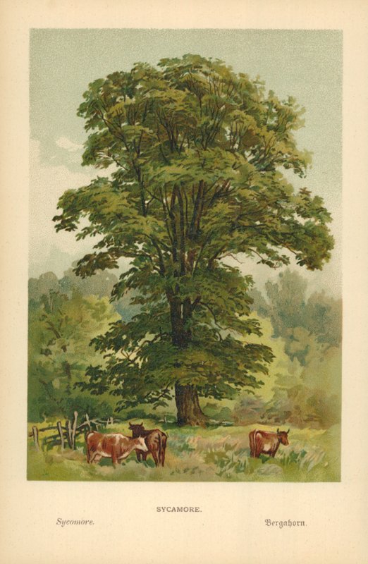 Platan av William Henry James Boot