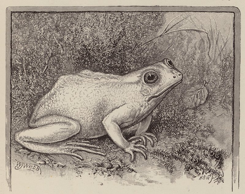 En albinogroda (gravyr) av William James Webbe