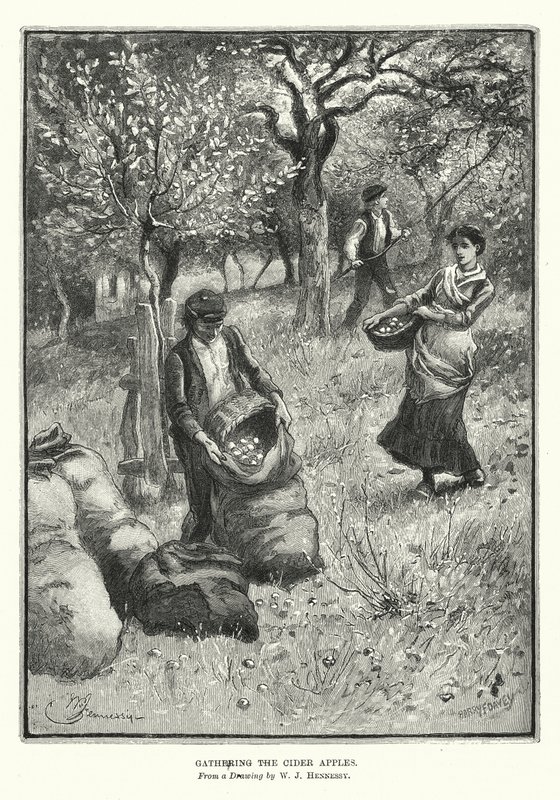 Att samla in cideräpplen (litografi) av William John Hennessy