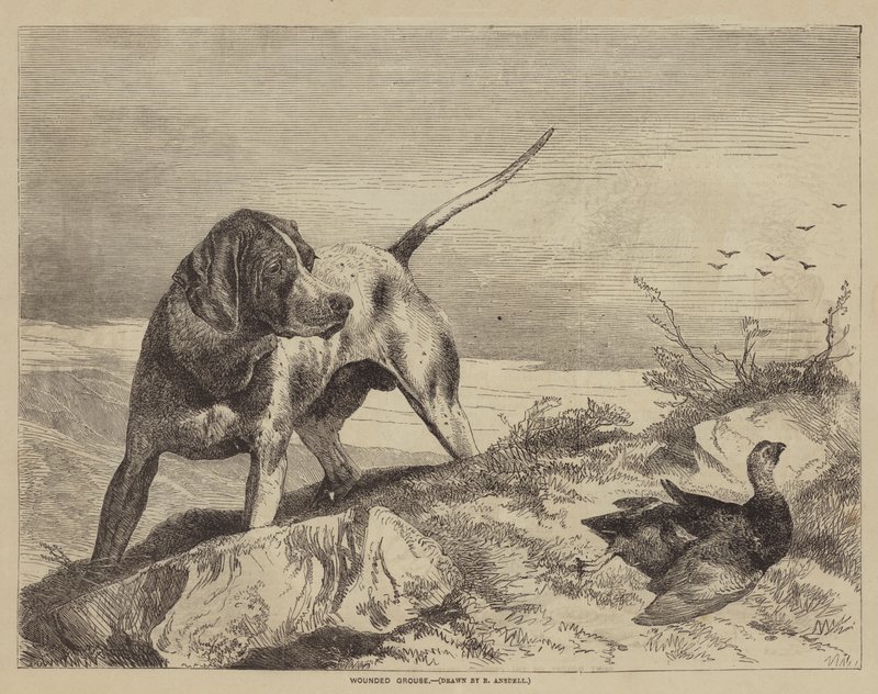 Sårad ripa av after Richard Ansdell