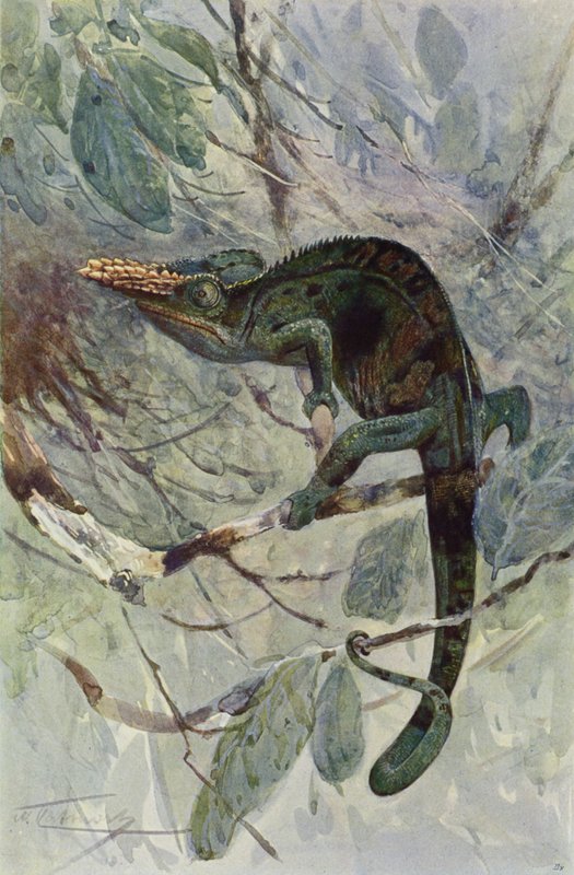 Afrikansk kameleont av after Wilhelm Kuhnert