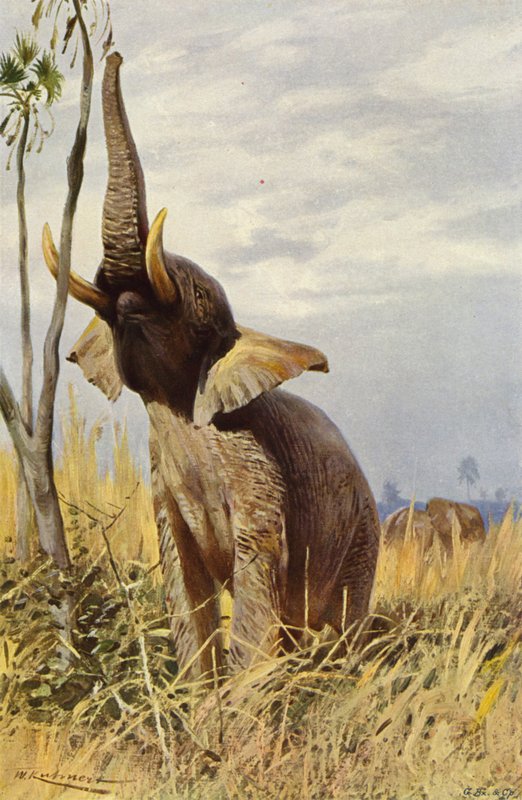 Afrikansk elefant av after Wilhelm Kuhnert