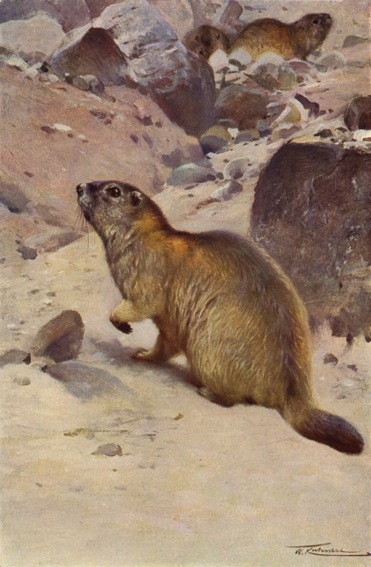 Alpint murmeldjur av after Wilhelm Kuhnert
