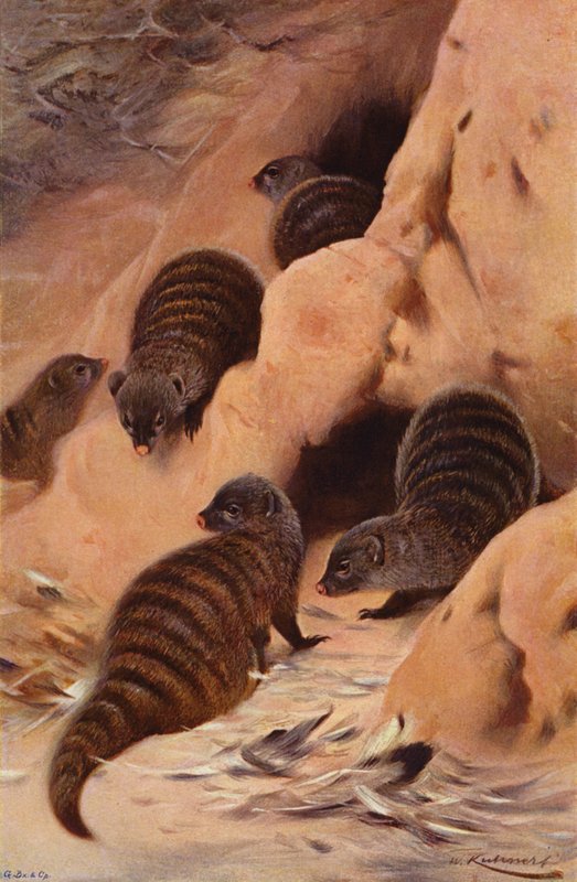 Bandad mungo av after Wilhelm Kuhnert