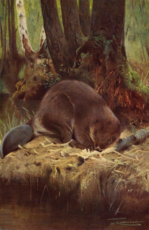 Bäver av after Wilhelm Kuhnert