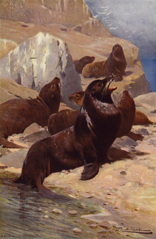 Kalifornien sjölejon av after Wilhelm Kuhnert