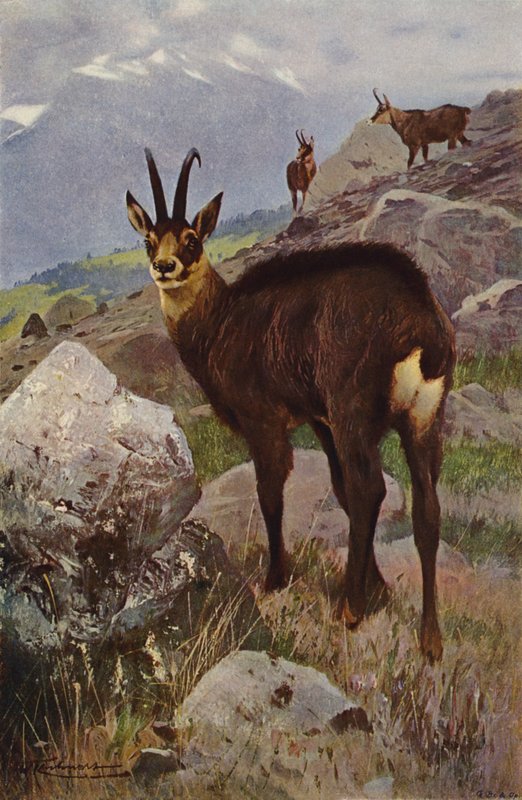 Stenget av after Wilhelm Kuhnert