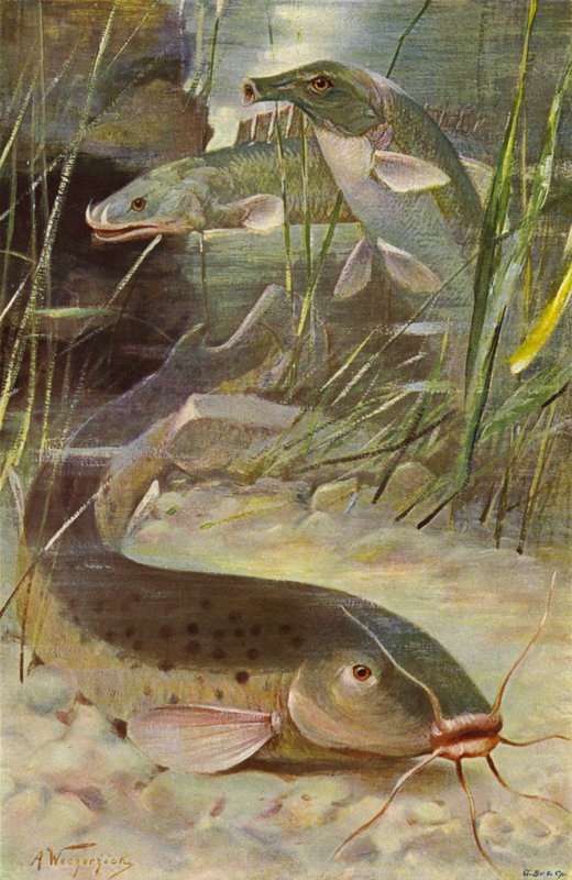 Elektrisk havskatt, Bichir, Trunkfish av after Wilhelm Kuhnert