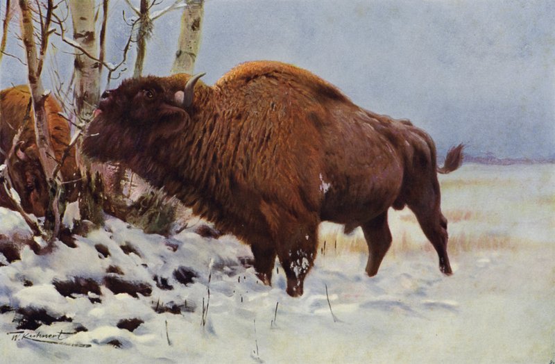 Europeisk bison av after Wilhelm Kuhnert