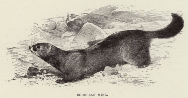 Europeiska mink av after Wilhelm Kuhnert