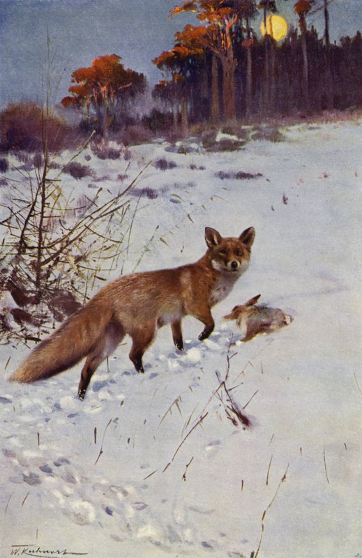 Räv av after Wilhelm Kuhnert