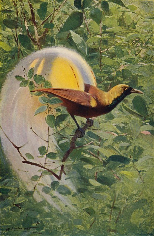 Stora paradisfågeln av after Wilhelm Kuhnert