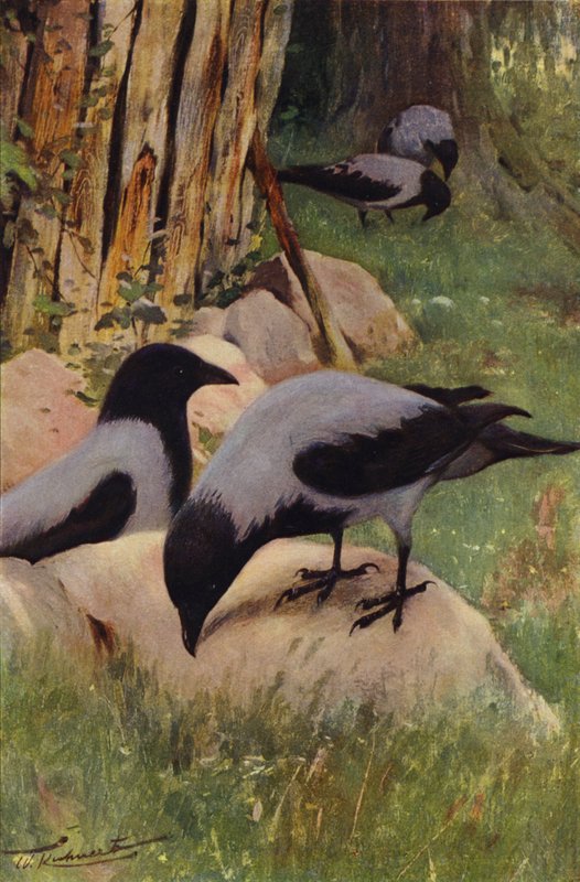 Gråkråka av after Wilhelm Kuhnert