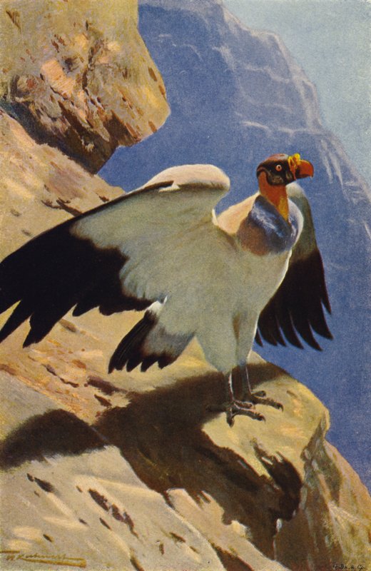 King Vulture av after Wilhelm Kuhnert