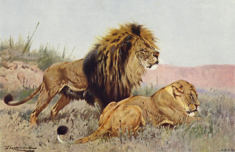 Lejon och Lejoninna av after Wilhelm Kuhnert