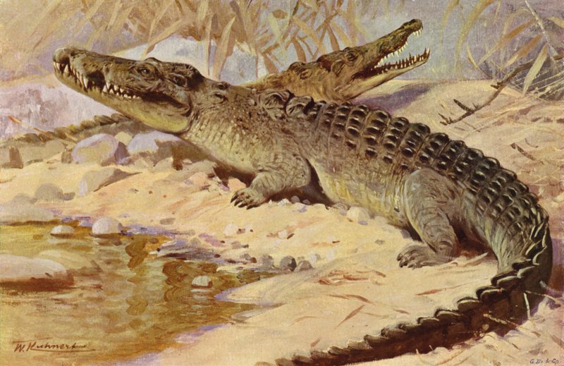 Nilkrokodil av after Wilhelm Kuhnert