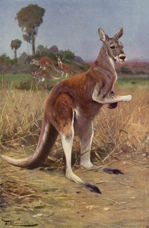 Röd känguru av after Wilhelm Kuhnert