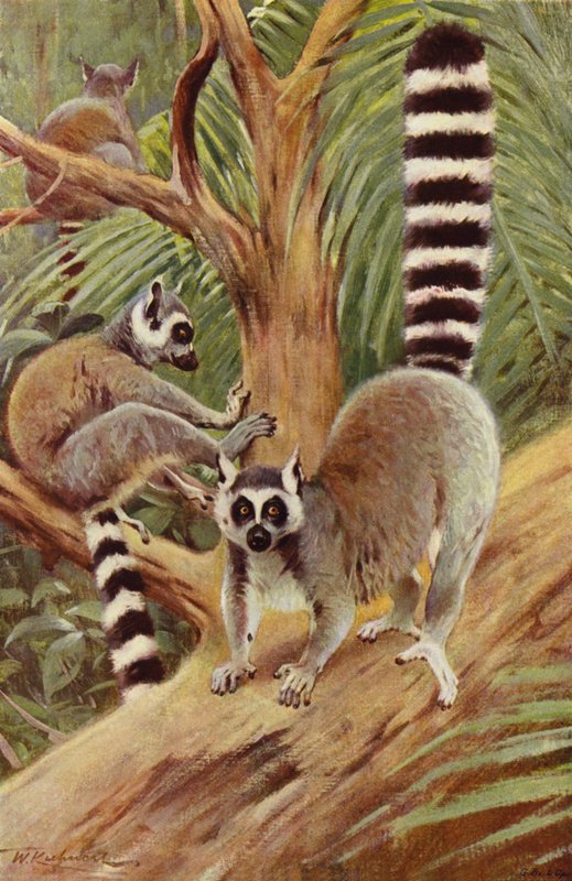 Ring-tailed Lemur av after Wilhelm Kuhnert