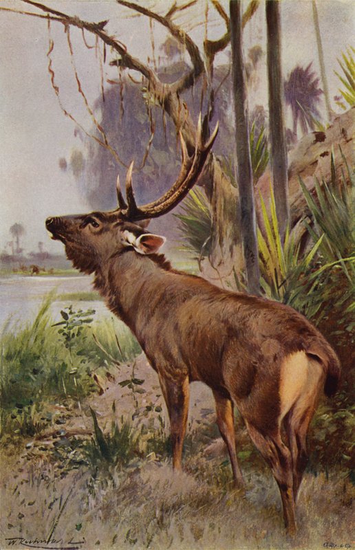 Sambar av after Wilhelm Kuhnert
