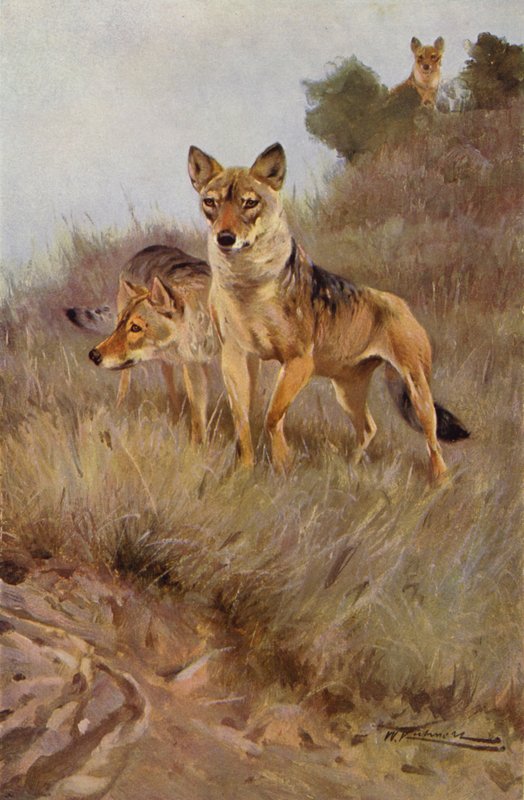 Varg av after Wilhelm Kuhnert